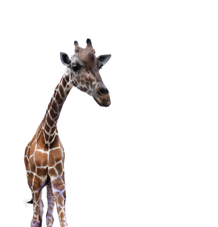 giraffeの写真素材