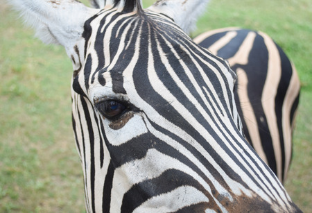 zebraの写真素材