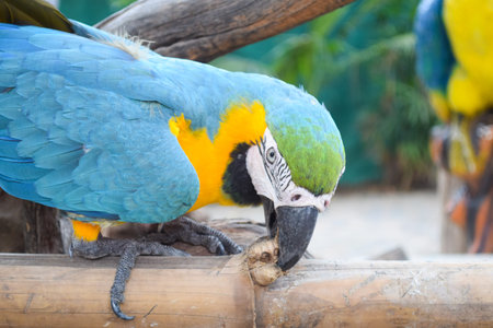 parrotの写真素材