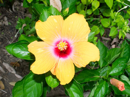Hibiscus Rosa sinensis