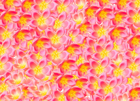 red flower wallpaperの写真素材