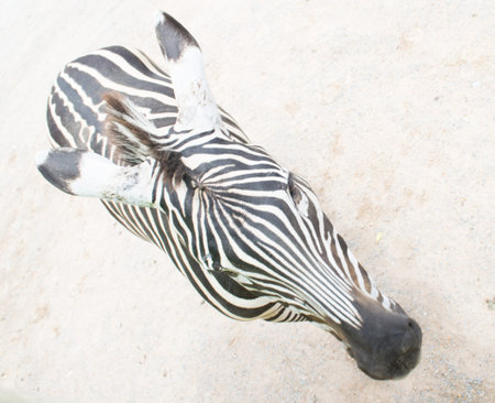 zebraの写真素材