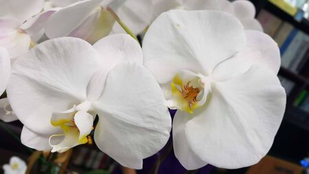 white fresh Phalaenopsis Orchidの写真素材