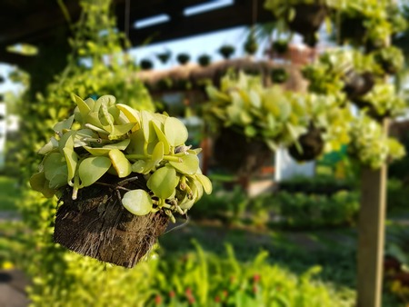 green scindapsus aureusの写真素材