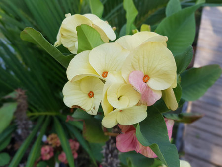 yellow euphorbia milliの写真素材