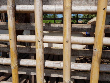 bamboo fenceの写真素材