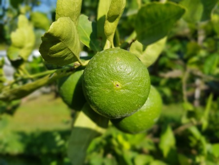 fresh green limeの写真素材