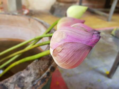 thai buddha lotusの写真素材