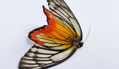isolate colorful butterflyの写真素材