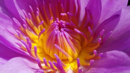 closeup beautiful violet thai lotusの写真素材