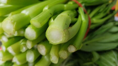 closeup fresh green cantonese vegetableの写真素材
