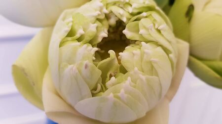 white thai lotus for monkの写真素材