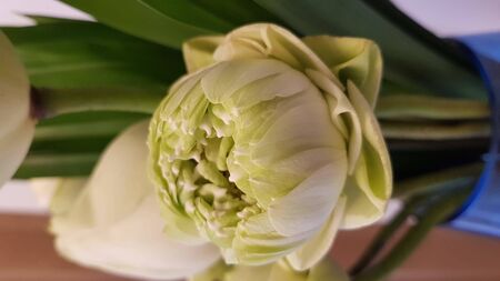 white thai lotus for monkの写真素材