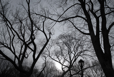 Trees in Central Park, New York, USAの写真素材