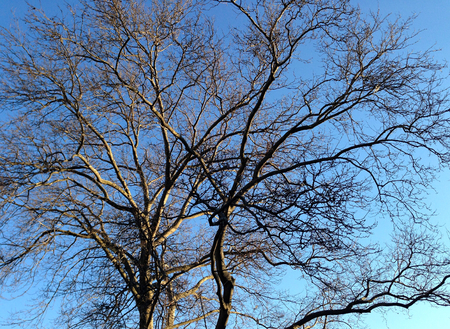 Trees on blue sky with no leaves in the winter, New York, United States Of Americaの写真素材