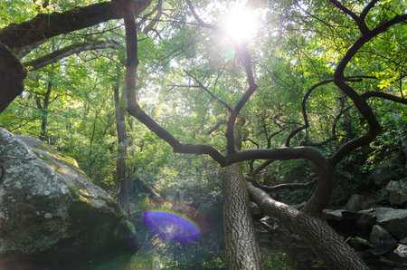 The sun makes its way through the forest thickhe