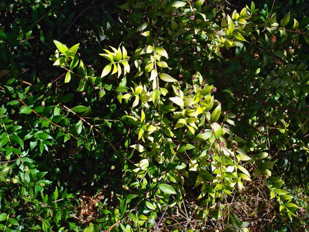 Myrtle      
