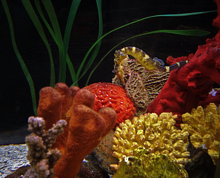 Photo of  corals and sea horse in aquariumの写真素材