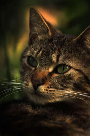 Small cat beastの写真素材