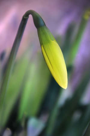 Soon - bud of daffodilの写真素材