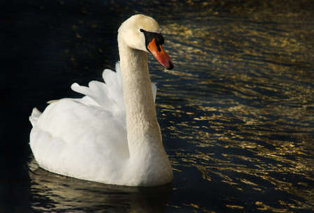 Nice white swan in a golden water.の写真素材