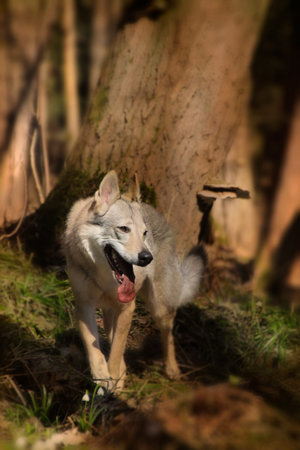Wolf on hunt in a forest.