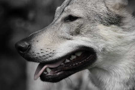 Almost wolf. Portrait of smiling wolf dog.の写真素材