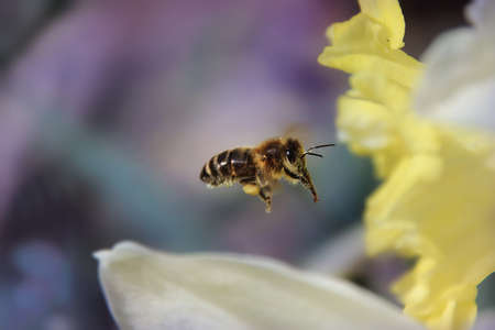 Spring bee flight on narcissus.の写真素材