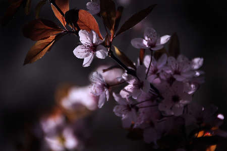 Blooms - colors of springの写真素材
