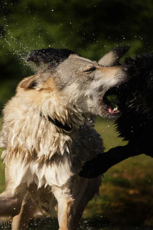 Dog fightの写真素材