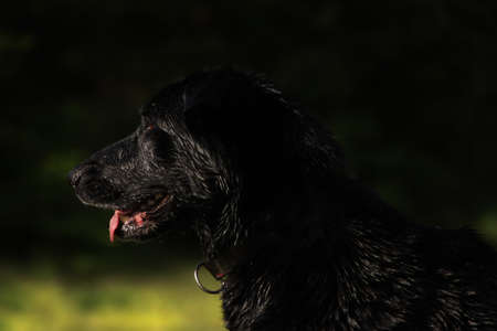 Black dog in nature and his masking. Find your light.の写真素材