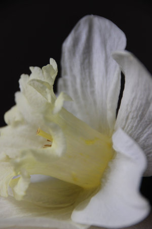 Yellow beuty of flower - Narcissus.の写真素材