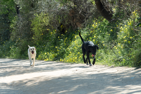 Couple of dogs giving a walk in a dirt roadの写真素材