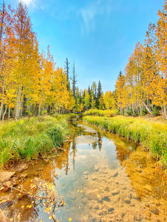 Autumn landscape with a small river in the forest. The concept of active and ecological tourism