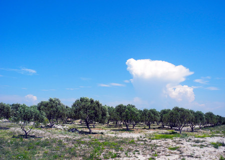 The cultivation of olive trees, Jadria, Croatia.の写真素材