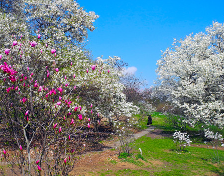 Lonely walk in the lovely spring garden.の写真素材