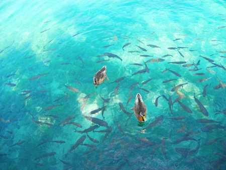 Clear, blue lake water inhabited by ducks and fish.