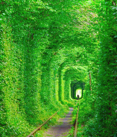 Romantic tunnel of lovers in the green leafs forest at summer, Ukraine.の写真素材