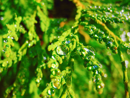 Drops of morning dew on the branches arborvitae.の写真素材