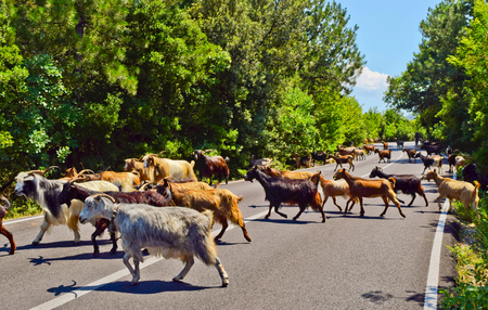 The herd of goats crosses the highway.の写真素材