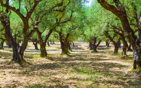 Olive groves of the island of Zakynthos, Greece.