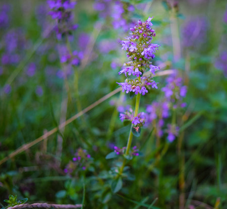 The beautiful small flowers of thyme close-up.