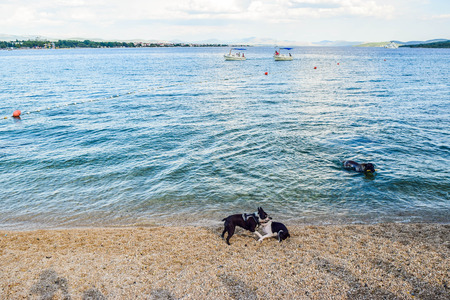 Vodice, Croatia - July 9, 2018: Dogs on a specially equipped beach for dogs.のeditorial素材