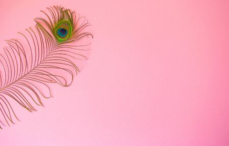 Beautiful feather from a peacock's tail on an isolated pastel light pink background. Subject photo for design with copy space in minimal style, template for lettering or text .
の写真素材