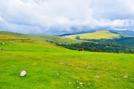 Cows grazing on the high plateau near Transalpina road. This is one of the most beautiful alpine...