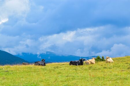 Cows grazing on the high plateau near Transalpina road. This is one of the most beautiful alpine routes in Romania and the highest mountain asphalt road in Romania and the Carpathians mountains.の写真素材