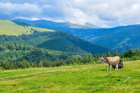 Cows grazing on the high plateau near Transalpina road. This is one of the most beautiful alpine routes in Romania and the highest mountain asphalt road in Romania and the Carpathians mountains.の写真素材