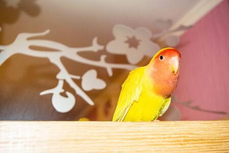 Beautiful pet bird at home. The rosy-faced lovebird (Agapornis roseicollis) sitting on a wooden surface. The parrot is also known as the rosy-collared or peach-faced lovebird.の写真素材