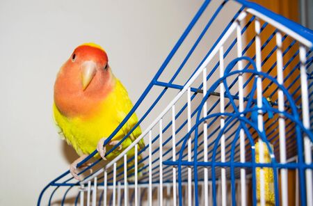 Beautiful pet bird at home. The rosy-faced lovebird (Agapornis roseicollis) sitting on his cage on the white background. The parrot is also known as the rosy-collared or peach-faced lovebird.
の写真素材