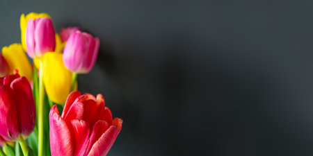 Colorful bouquet of beautiful fresh tulip flowers on a black background. Selective focus. Greeting card. Flat lay. Copy space, template for lettering or text, minimal style.の写真素材